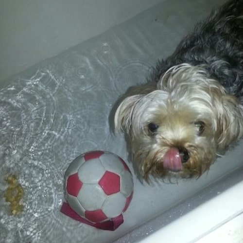Picture of Valenzia's dog while bathing with his ball.